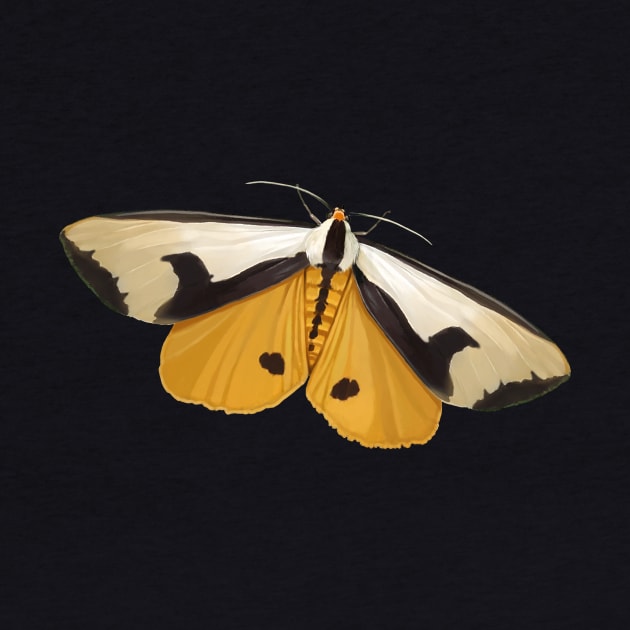 Clymene Moth - showin' and hidin' by John Himmelman